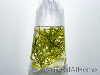 Caulerpa lentillifera Small
