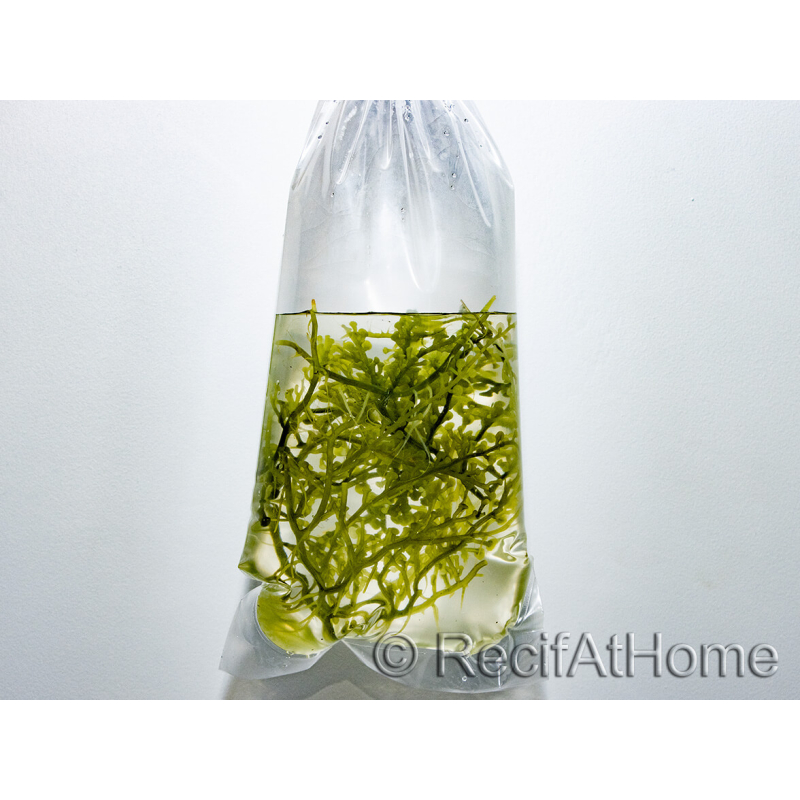 Caulerpa lentillifera Piccolo