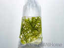 Caulerpa lentillifera Small