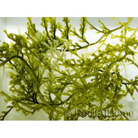 Caulerpa lentillifera Small