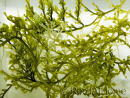 Caulerpa lentillifera Klein