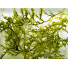 Caulerpa lentillifera Piccolo