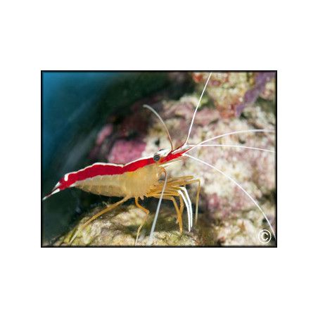 Lysmata amboinensis