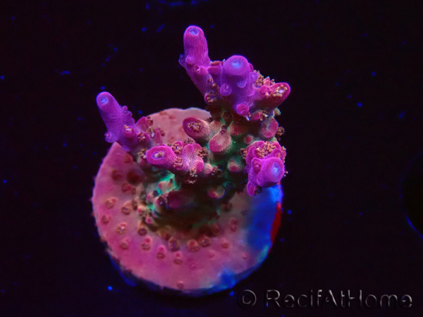 WYSIWYG- RAH Acropora Princess 5O1