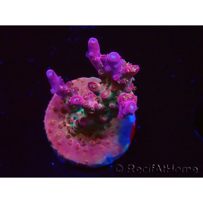 WYSIWYG- RAH Acropora Princess 5A6
