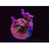 WYSIWYG- RAH Acropora Princess 5O1