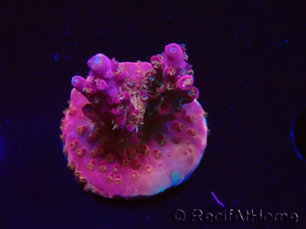 WYSIWYG- RAH Acropora Princess 5A7