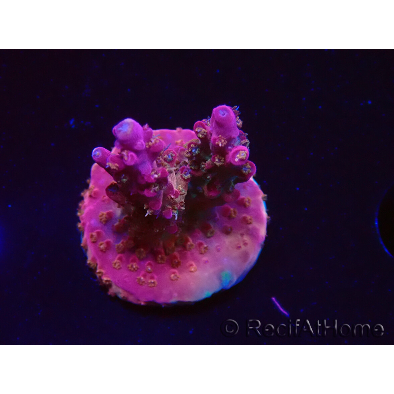 WYSIWYG- RAH Acropora Princess 5O1