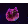 WYSIWYG- RAH Acropora Princess 5A7