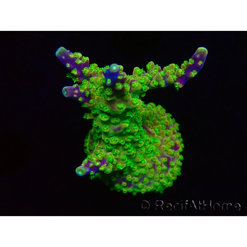 WYSIWYG MH Acropora natalensis 5C4