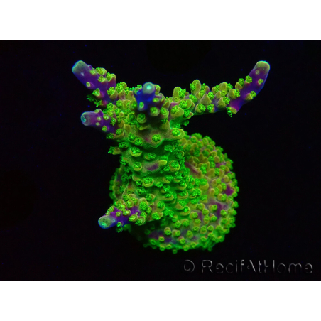 WYSIWYG MH Acropora natalensis 5C4