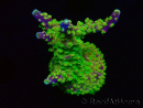 WYSIWYG MH Acropora natalensis 5C4