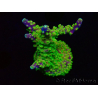 WYSIWYG MH Acropora natalensis 5C4