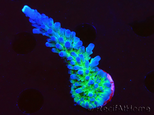 WYSIWYG - RAH Acropora tortuosa 5F4
