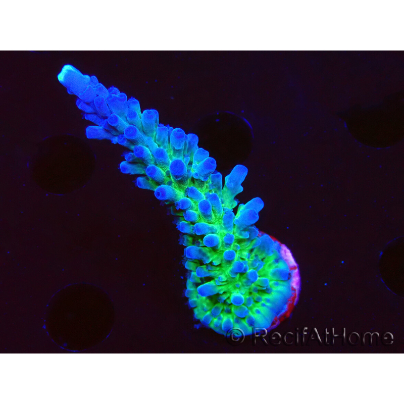 WYSIWYG - RAH Acropora tortuosa 5F7
