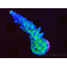 WYSIWYG - RAH Acropora tortuosa 5F4
