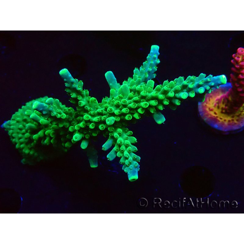 WYSIWYG RAH Acropora Joker 5N2