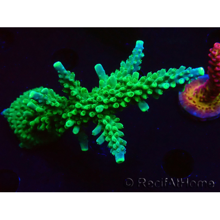 WYSIWYG RAH Acropora Joker 5H2