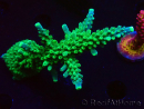 WYSIWYG RAH Acropora Joker 5N2