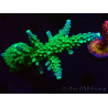 WYSIWYG RAH Acropora Joker 5H2