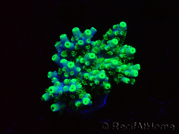 WYSIWYG RAH Acropora Hematoma 5J4