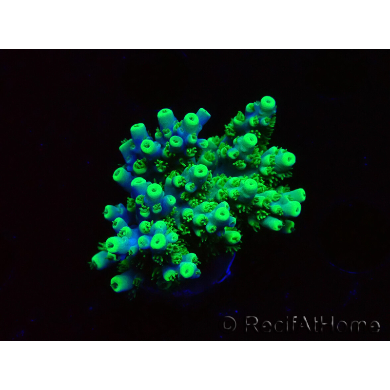WYSIWYG RAH Acropora Hematoma 5J4