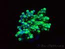 WYSIWYG RAH Acropora Hematoma 5J4