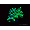 WYSIWYG RAH Acropora Hematoma 5J4
