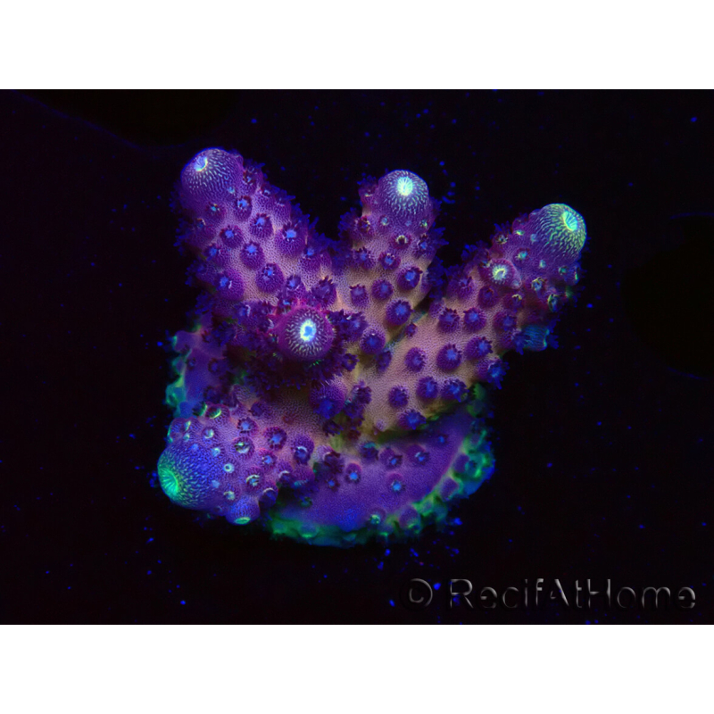WYSIWYG RAH Acropora Rainbow Mango 5K6