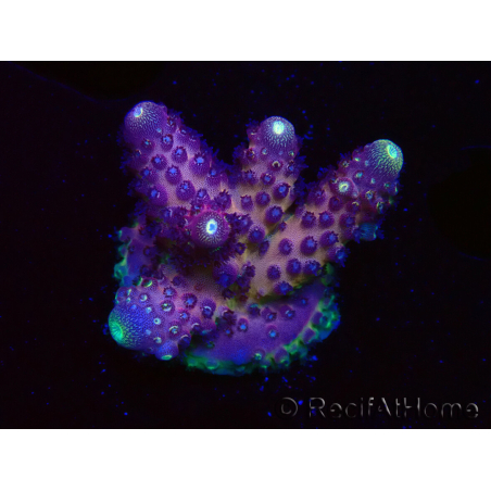 WYSIWYG RAH Acropora Rainbow Mango 5K6