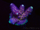 WYSIWYG RAH Acropora Rainbow Mango 5K6
