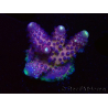 WYSIWYG RAH Acropora Rainbow Mango 5K6