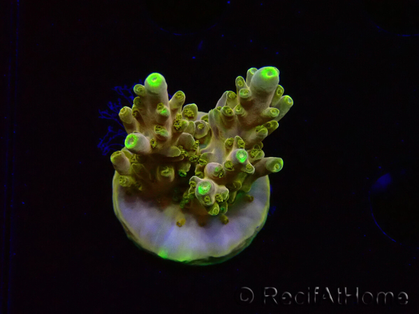 WYSIWYG RAH Acropora Dedo de Oro 5M4