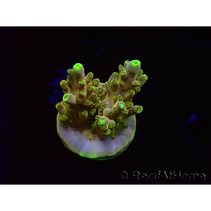 WYSIWYG RAH Acropora Gold Finger 5N6