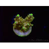 WYSIWYG RAH Acropora Dedo de Oro 5M4