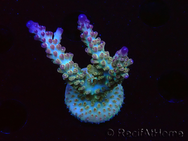 WYSIWYG RAH Acropora Astro-berry 5P