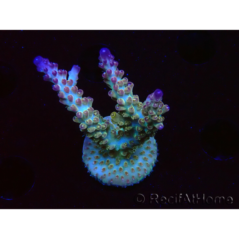 WYSIWYG RAH Acropora Astro-berry 5P