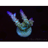 WYSIWYG RAH Acropora Astro-berry 5P