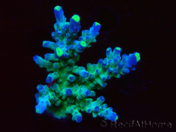 WYSIWYG RAH Acropora Rose Gold 5Q4