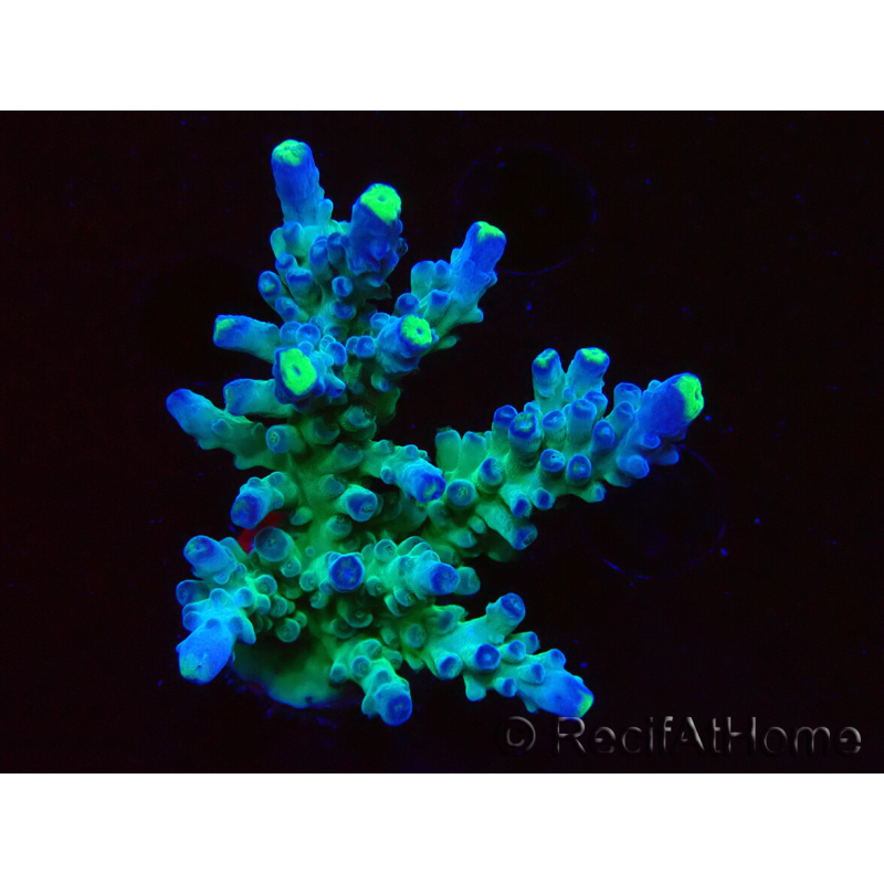 WYSIWYG LR Acropora austera Yellow Tips 5X7