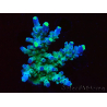WYSIWYG RAH Acropora Rose Gold 5Q4