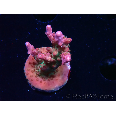 WYSIWYG- RAH Acropora Princess 5A6