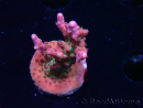 WYSIWYG- RAH Acropora Princess 5O1