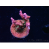 WYSIWYG- RAH Acropora Princess 5O1
