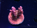 WYSIWYG- RAH Acropora Princess 5O1