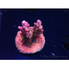 WYSIWYG- RAH Acropora Princess 5O1