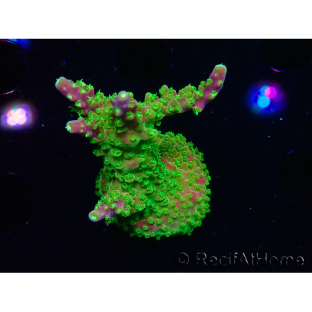 WYSIWYG MH Acropora natalensis 5C6