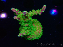 WYSIWYG MH Acropora natalensis 5C4