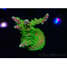 WYSIWYG MH Acropora natalensis 5C4