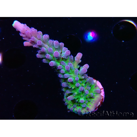 WYSIWYG - RAH Acropora tortuosa 5F7
